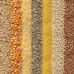 La filiera cerealicola: stato dell’arte e prospettive future al centro di un forum il 21 ottobre