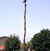 Il Sindaco di Ashtarak vorrebbe rimuovere l'Albero della Pace dello scultore Massimo Lippi