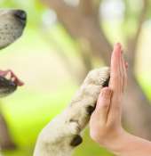 Dalla pet therapy al benessere psicofisico: finanziati 57 progetti socio-culturali, ricreativi e formativi nelle scuole cittadine