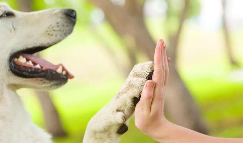 Dalla pet therapy al benessere psicofisico: finanziati 57 progetti socio-culturali, ricreativi e formativi nelle scuole cittadine