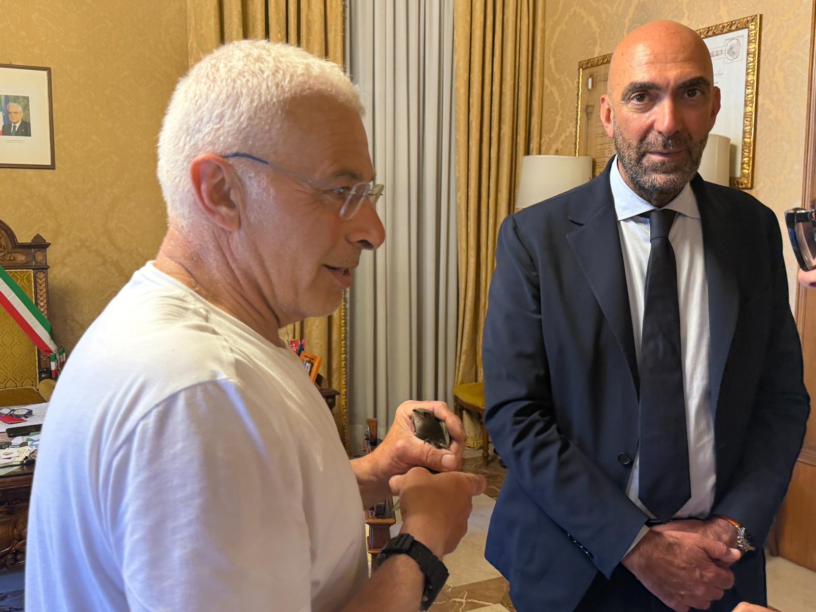 Un rondone si intrufola nella stanza del sindaco Leccese: salvato dal nucleo operativo recupero fauna selvatica